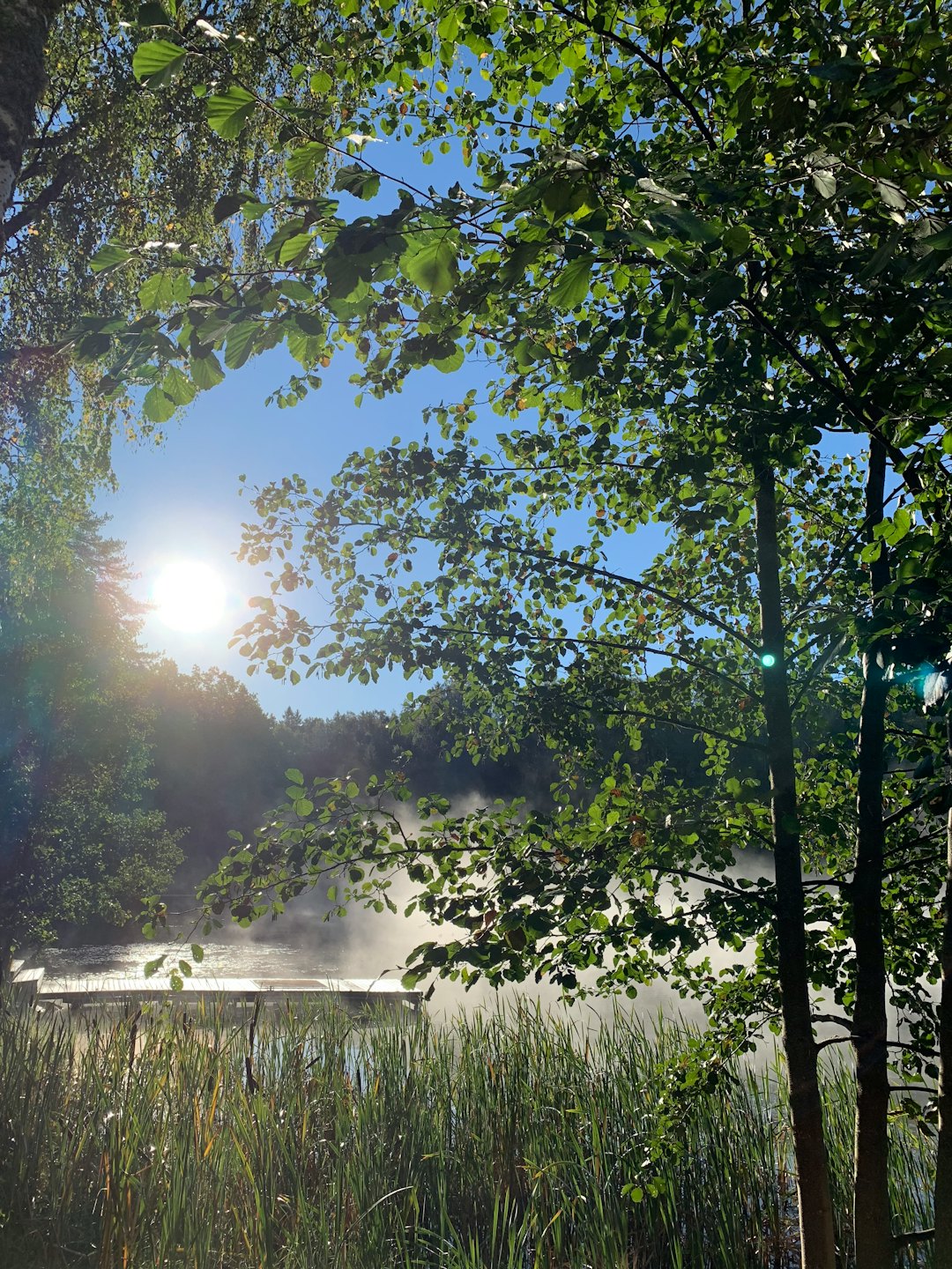 Sunlight filters through green leaves over misty water and reeds.